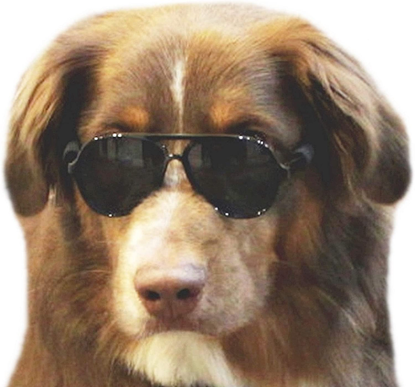 Pet Costume Prop Aviator Sunglasses Medium Breeds 20-40 lbs